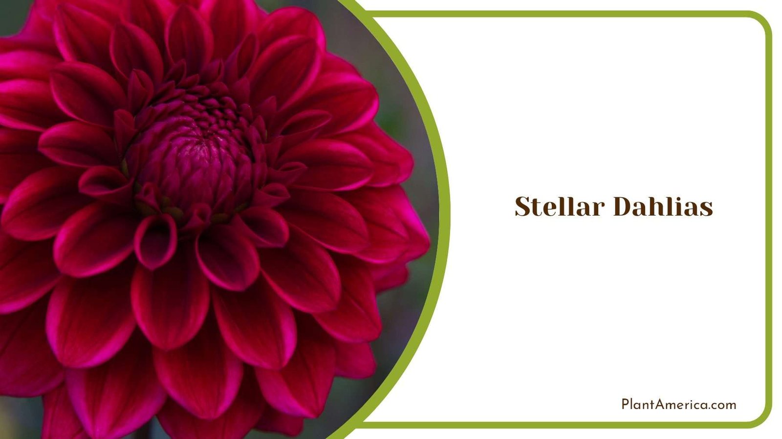 Red Stellar Dahlias Flower PlantAmerica