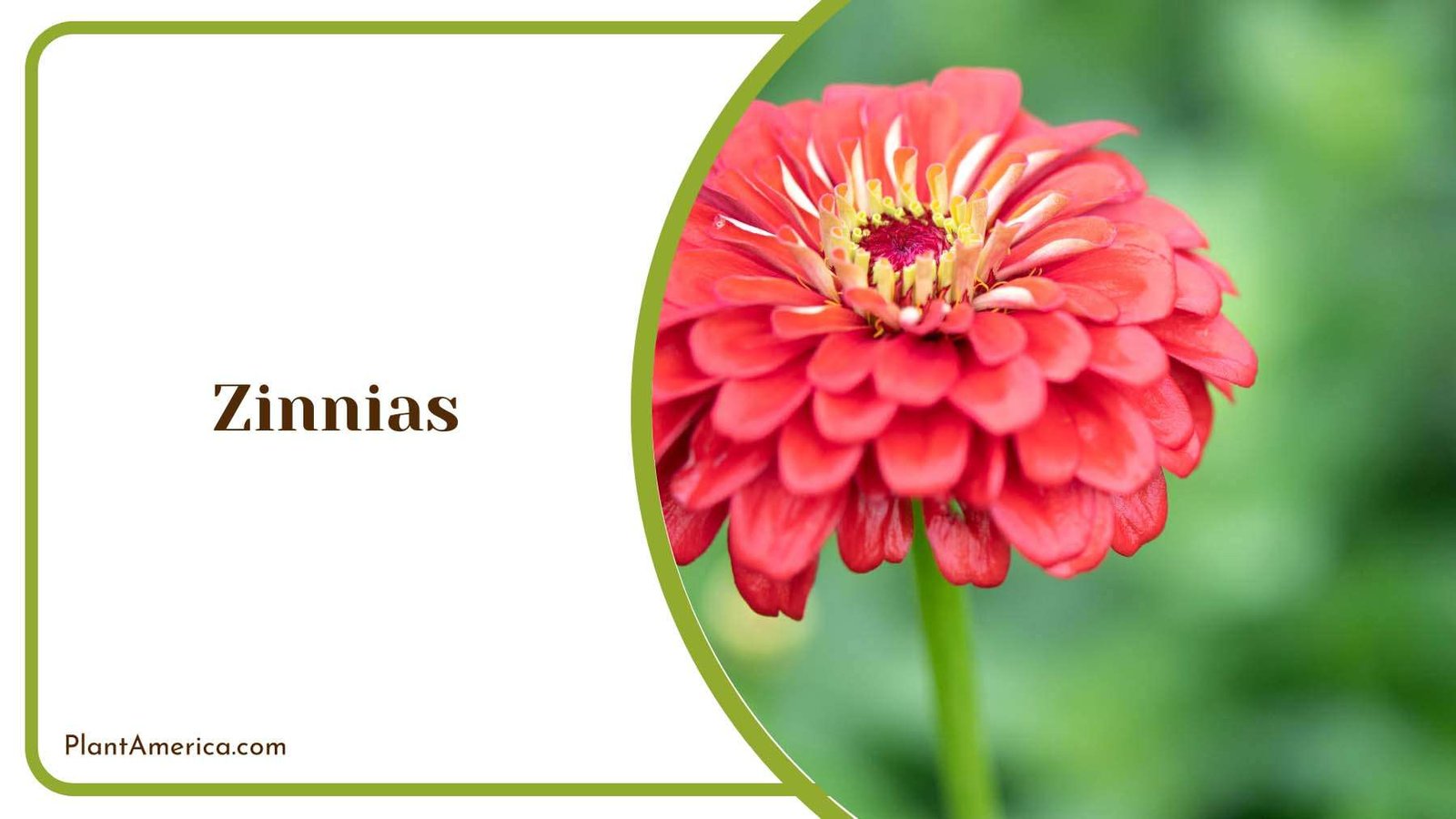 Red Zinnias Flowers Plant America