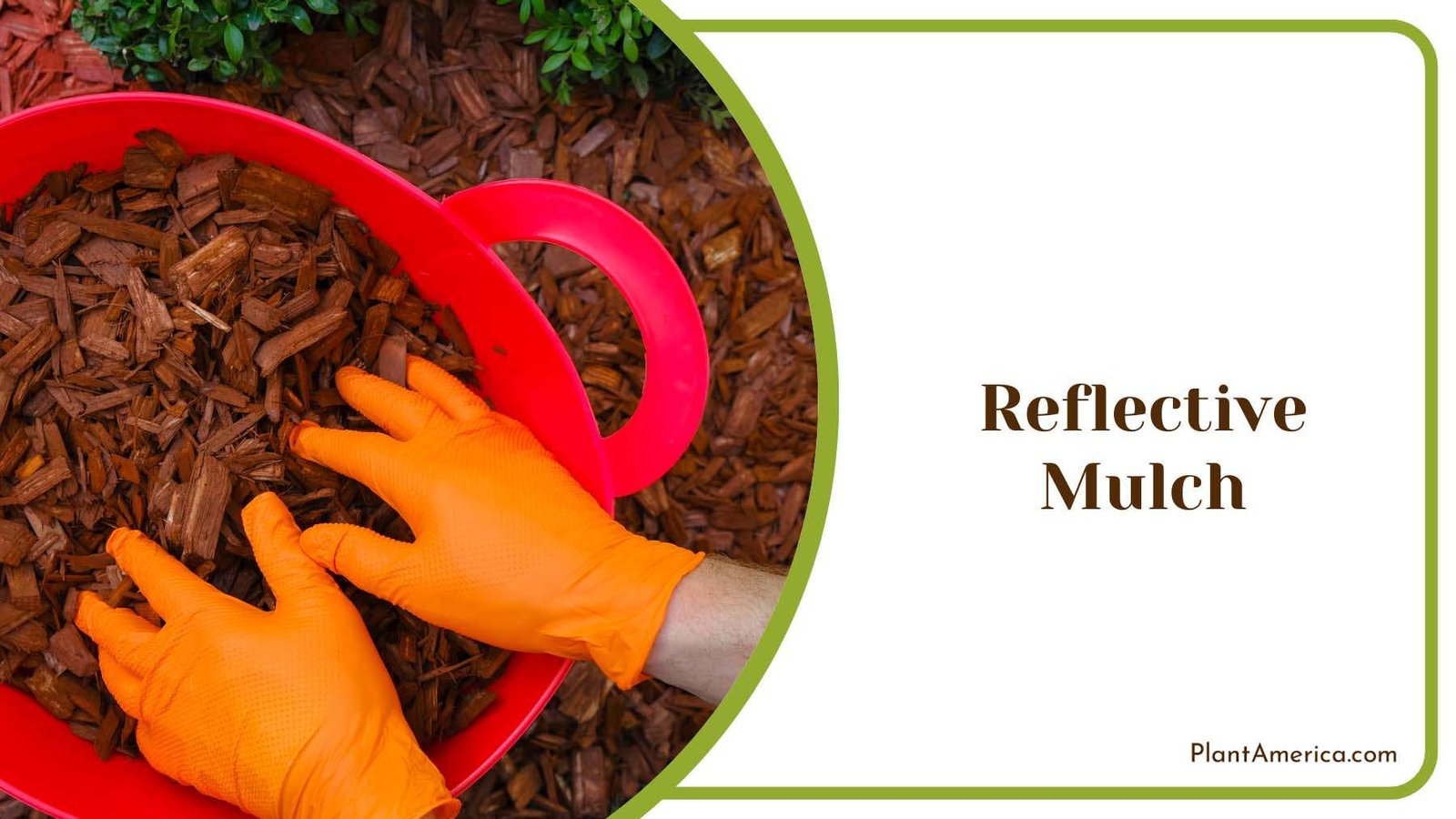Reflective Mulch in Soil Plant Americaq