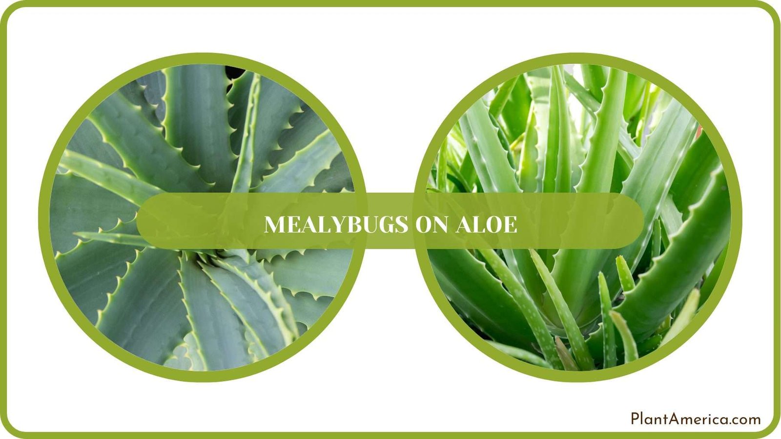 Removing Bugs from Aloe Plant America