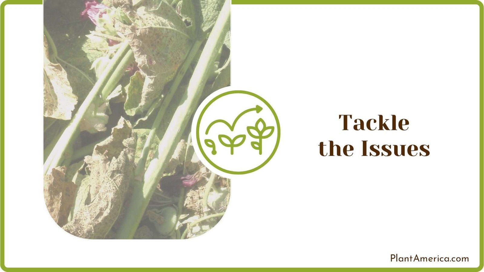 Removing Pests from Plants PlantAmerica