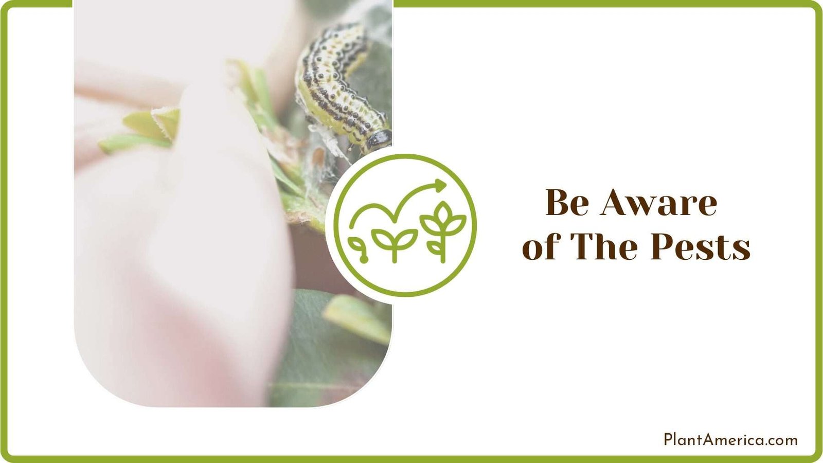 Removing Pests from Plants