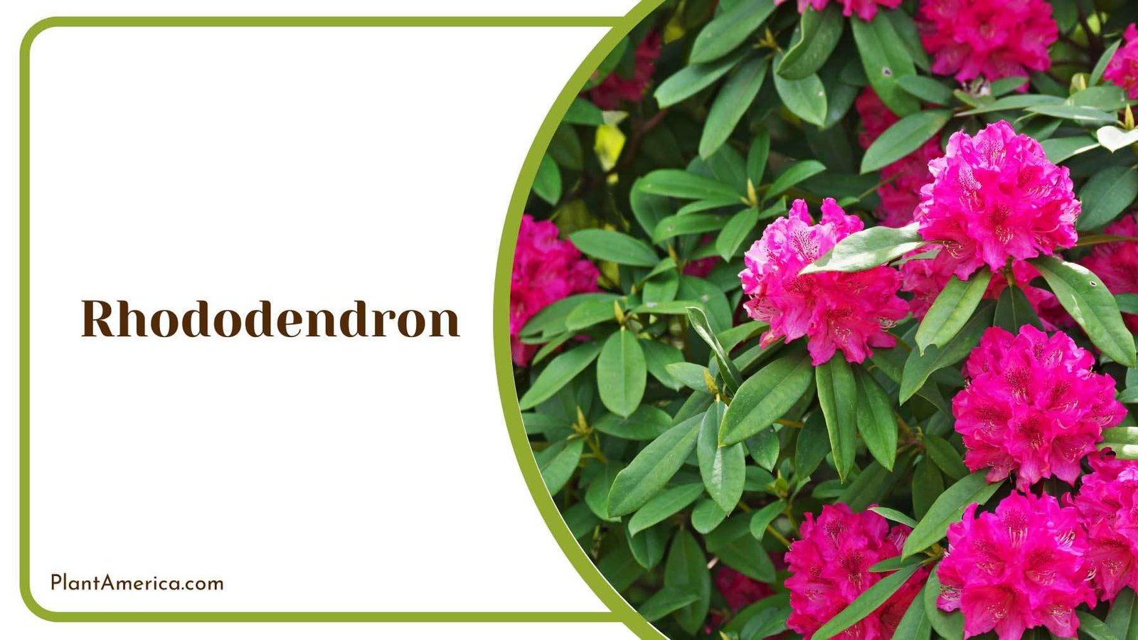 Rhododendron Pink Blooms With Lush Green Leaves Plant America