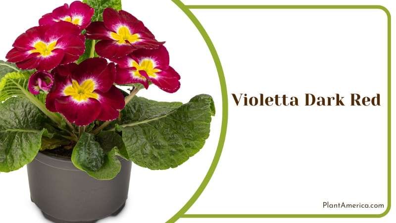 Rich Dark Red Violetta Blooms Plant America