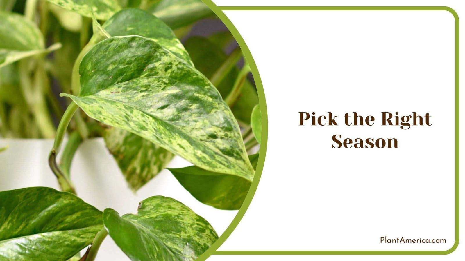 Right Season of Rooting Pothos Cuttings Plant America
