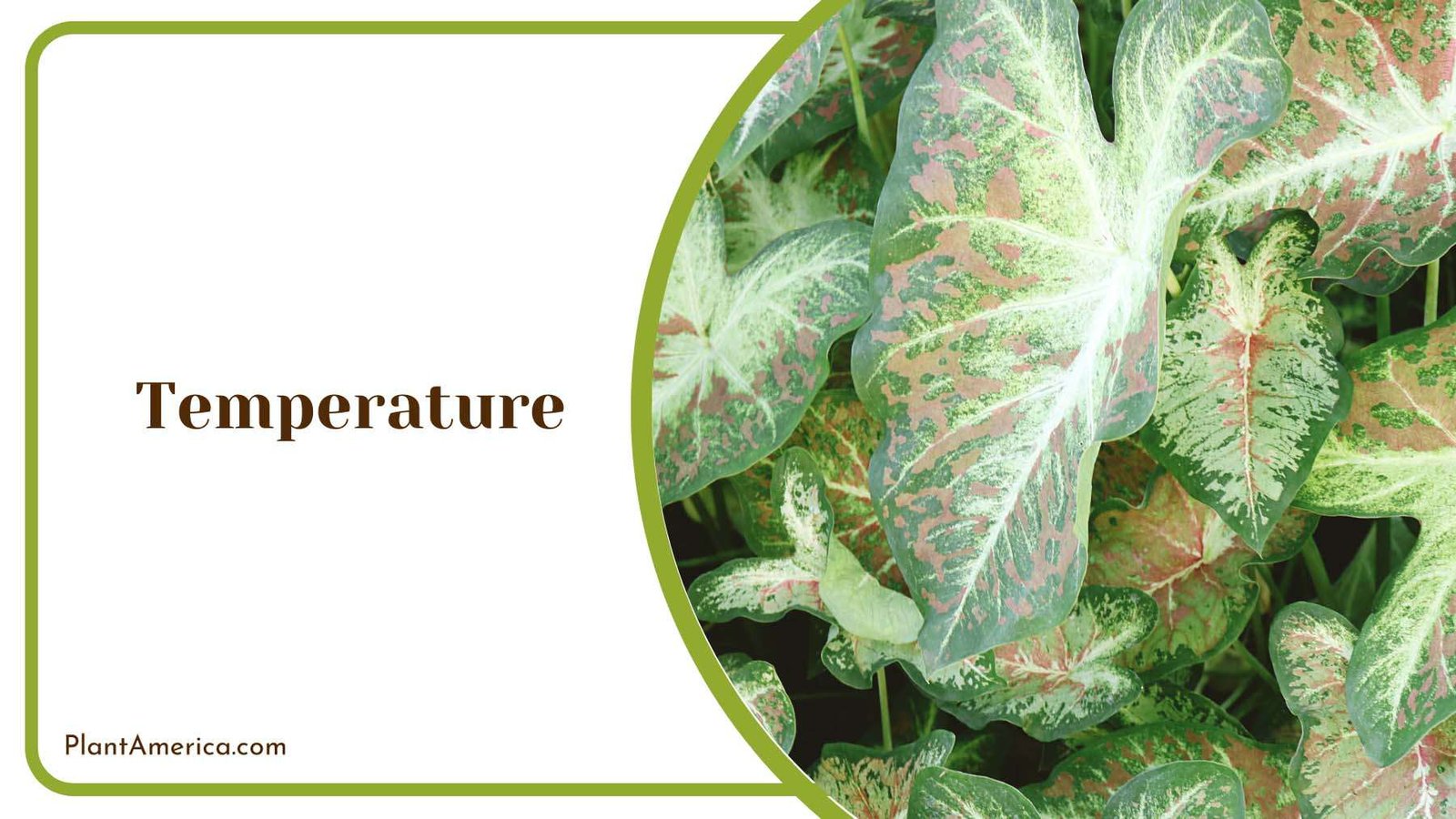 Right Temperature for Caladium Plant America