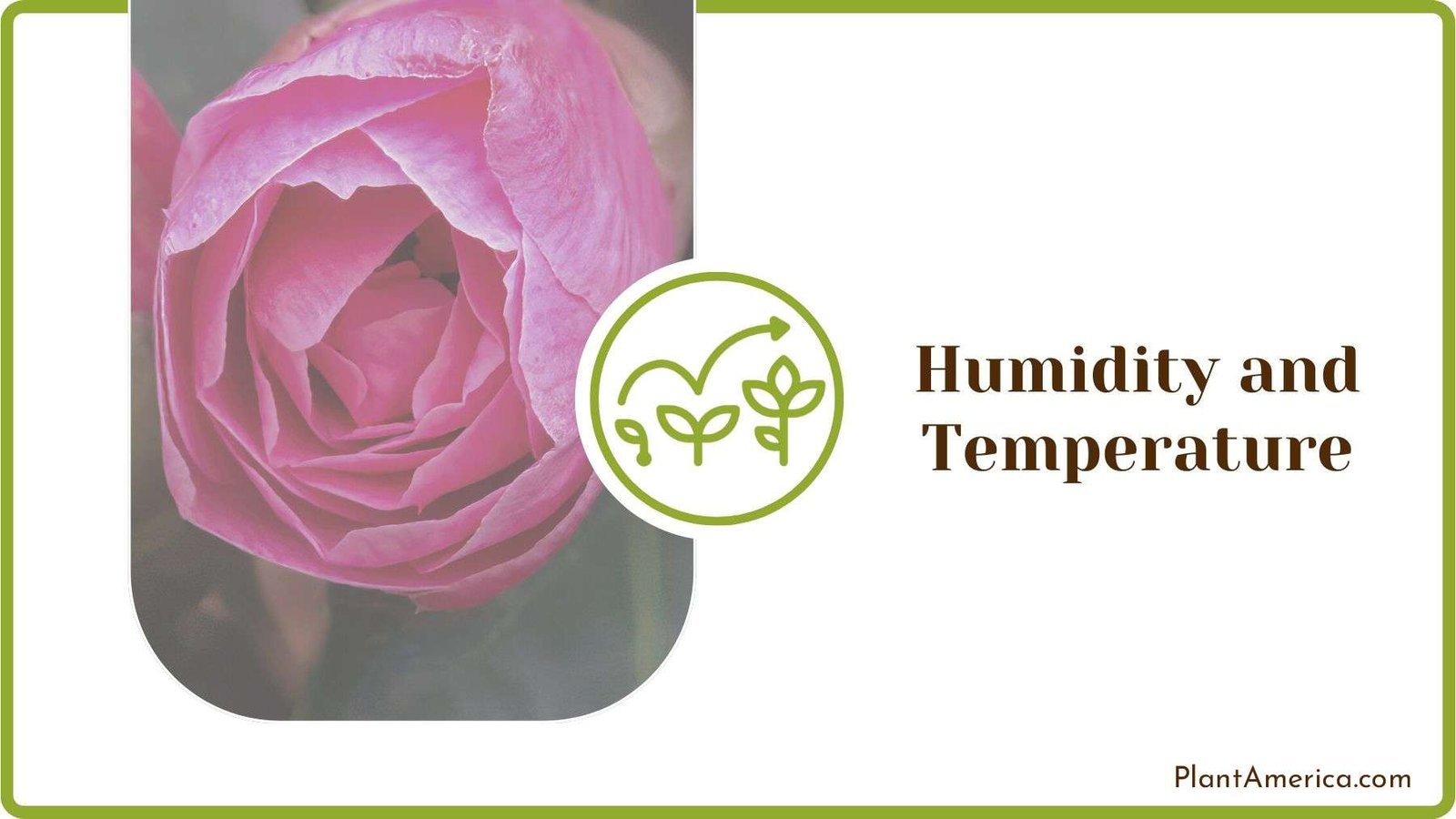Right Temperature for Camellias Plant America
