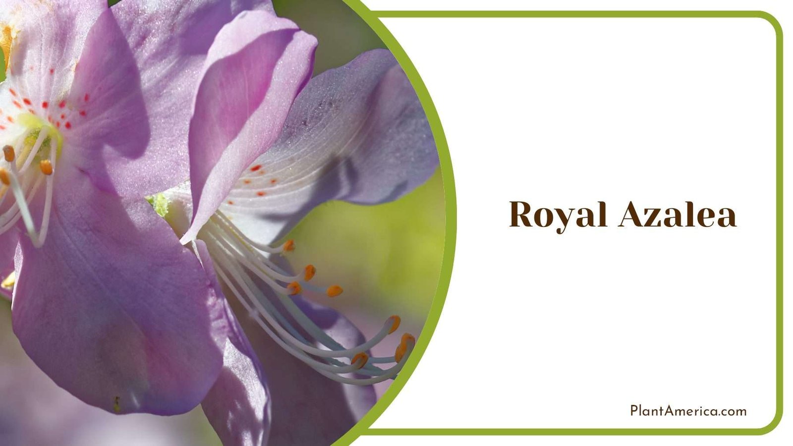Rose Royal Azalea Plant America