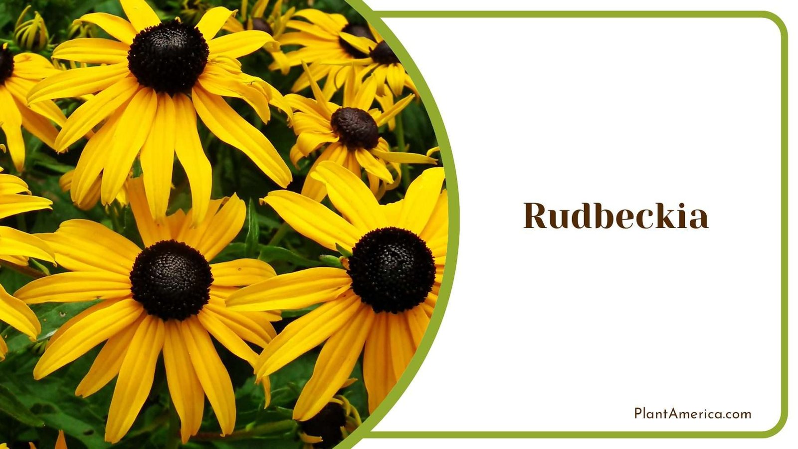 Rudbeckia Yellow Plant America