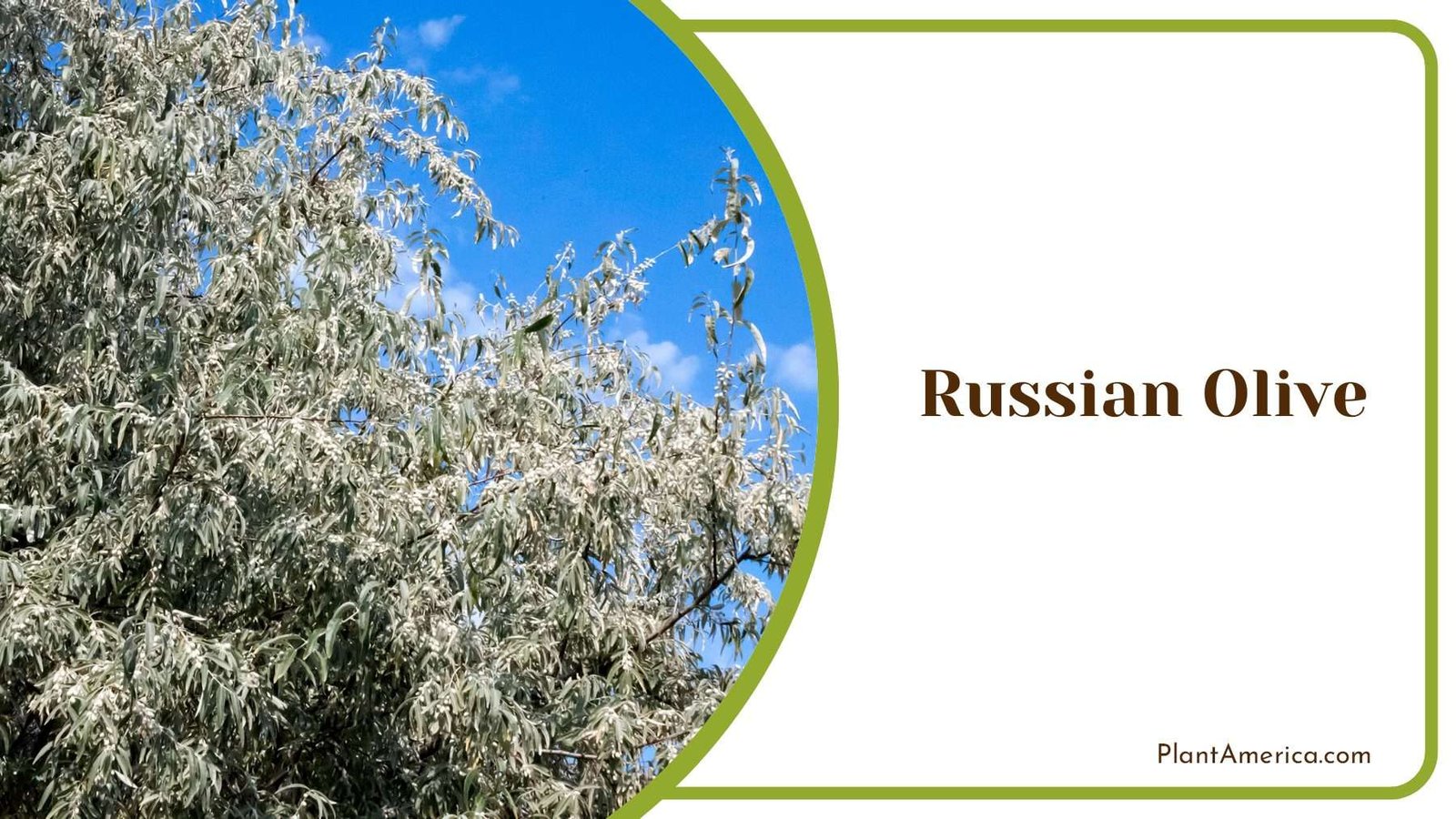 Russian Olive Shrubs Plant America
