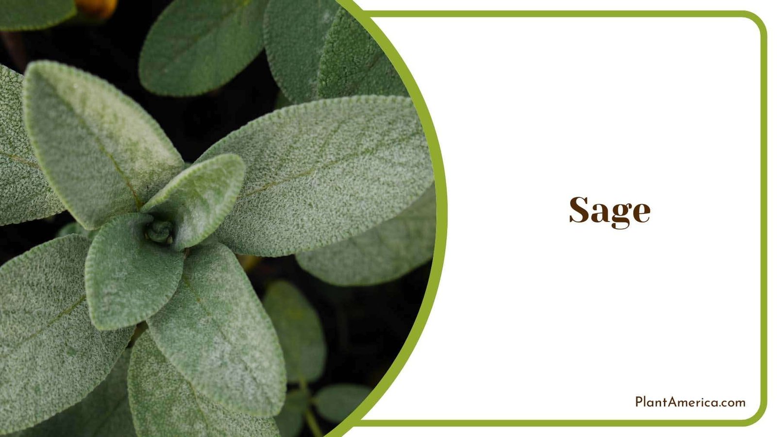 Sage Shrubs With Fragrant Grayish To Silvery Foliage Plant America Sage Shrubs With Fragrant Grayish To Silvery Foliage Plant America