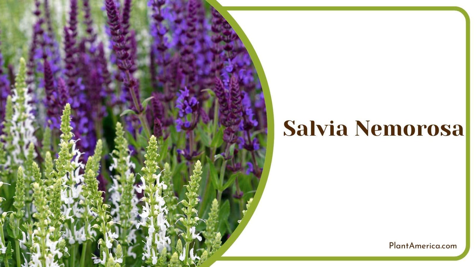 Salvia Nemorosa Nature Plant America