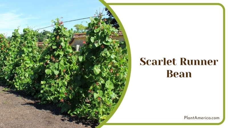 Scarlet Runner Bean Plant America
