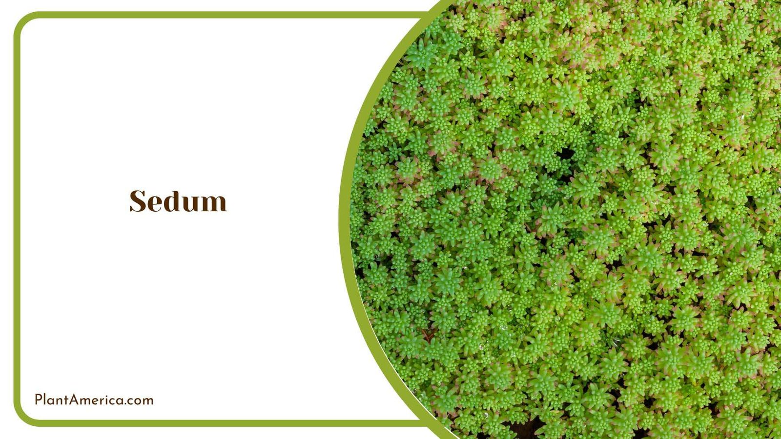 Sedum Tiny Flowers Plant America