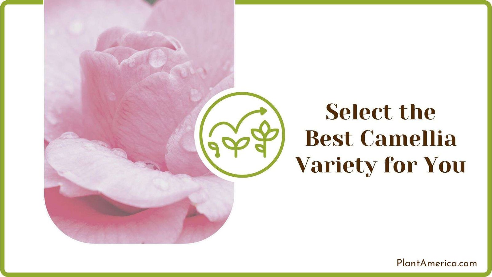 Selecting Best Camellia Variety Plant America