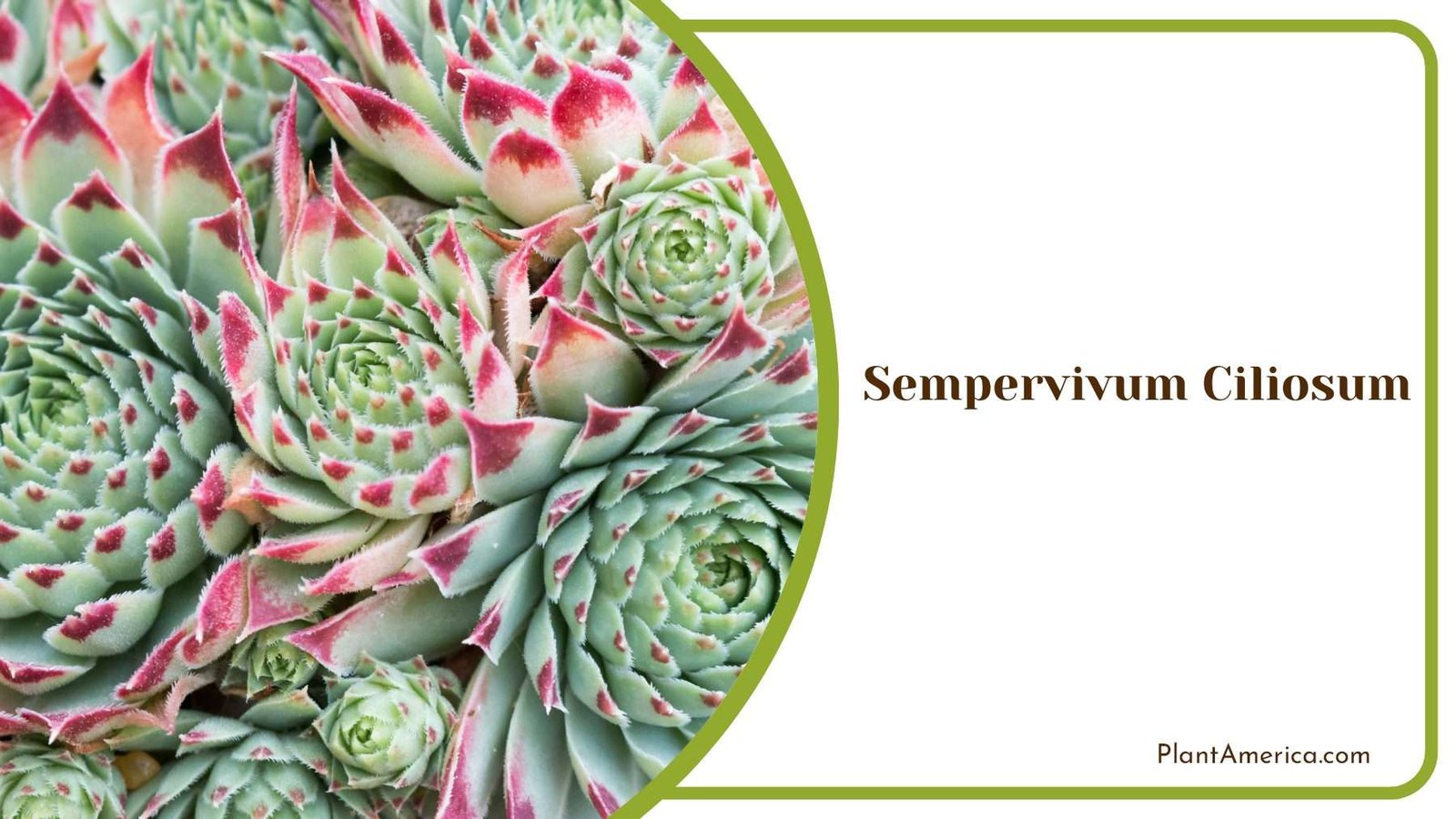 Sempervivum Ciliosum Plant Plant America Sempervivum Ciliosum Plant Plant America