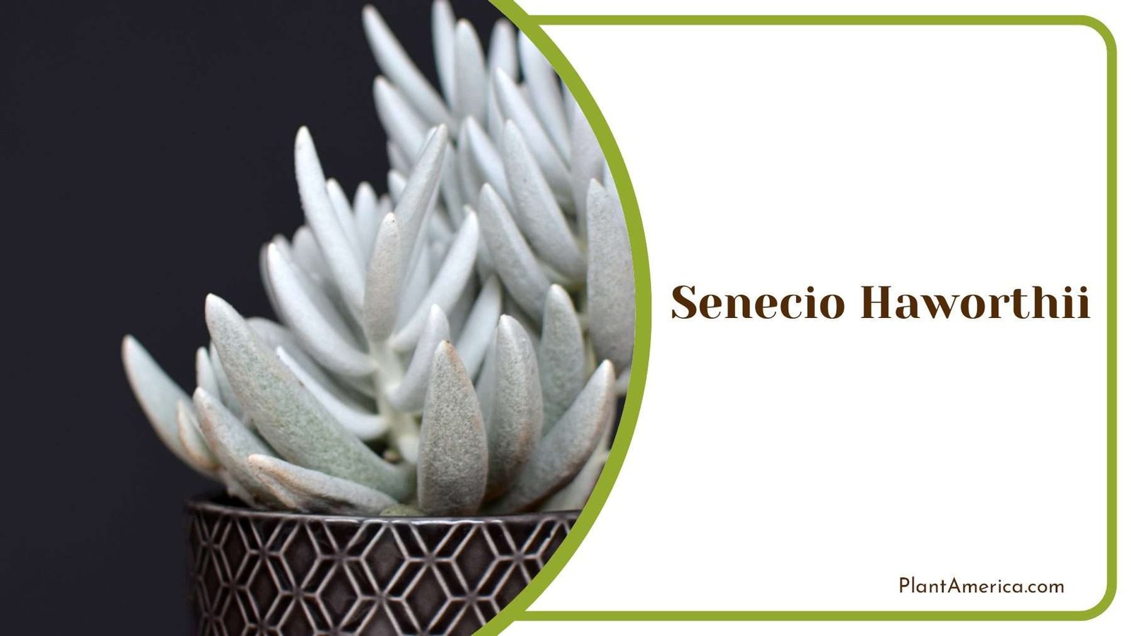 Senecio Haworthii A Comprehensive Guide To Growing This Intriguing Succulent Plant America Senecio Haworthii A Comprehensive Guide To Growing This Intriguing Succulent Plant America