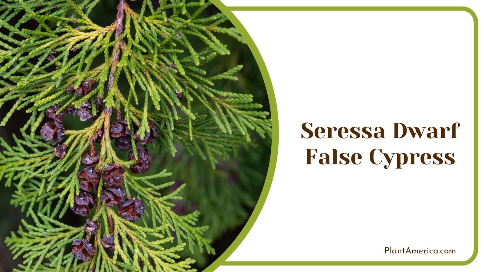 Serissa False Cypress Plant America