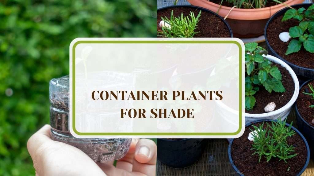 17 Container Plants for Shade and Low Light Gardens - Plant America