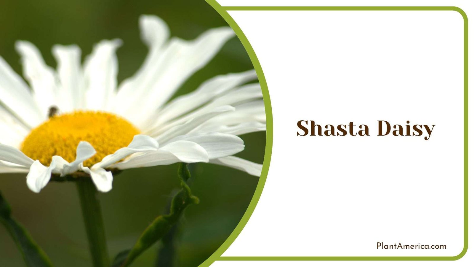 Shasta Daisy Blooms Sun Plant America