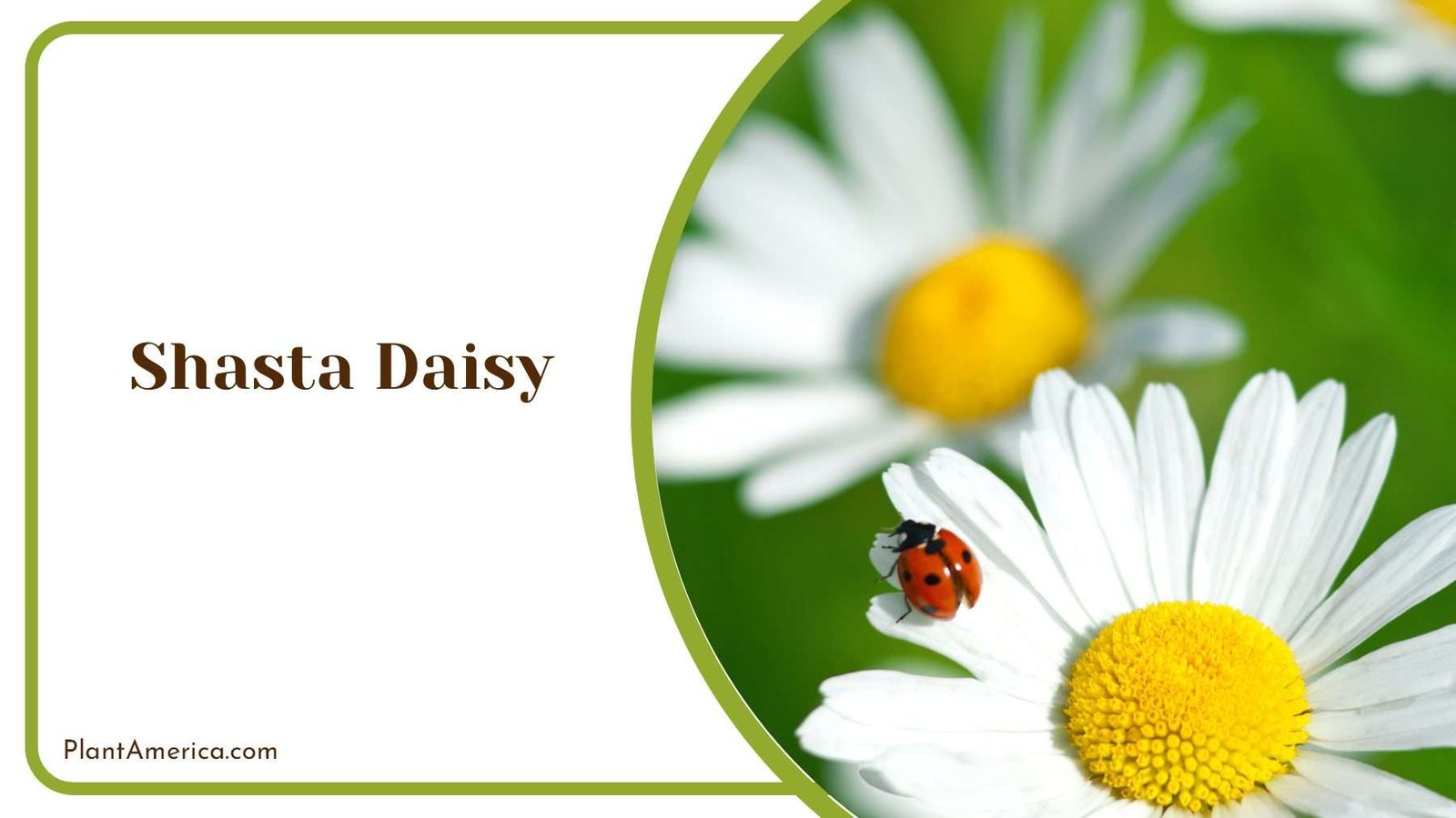 Shasta Daisy Natural Garden Charm PlantAmerica