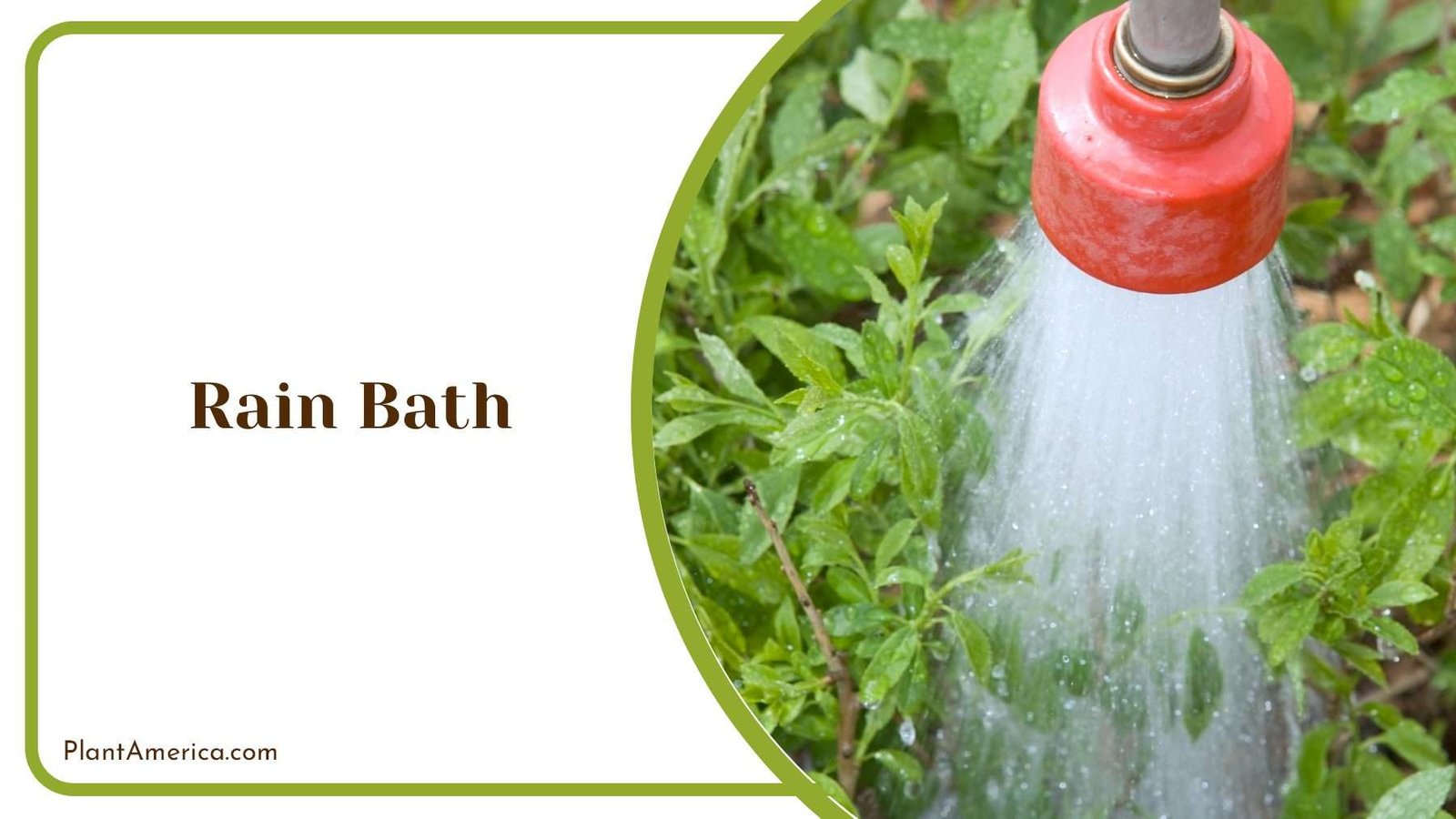 Showering Plants with Warm Water Plant America Showering Plants with Warm Water Plant America