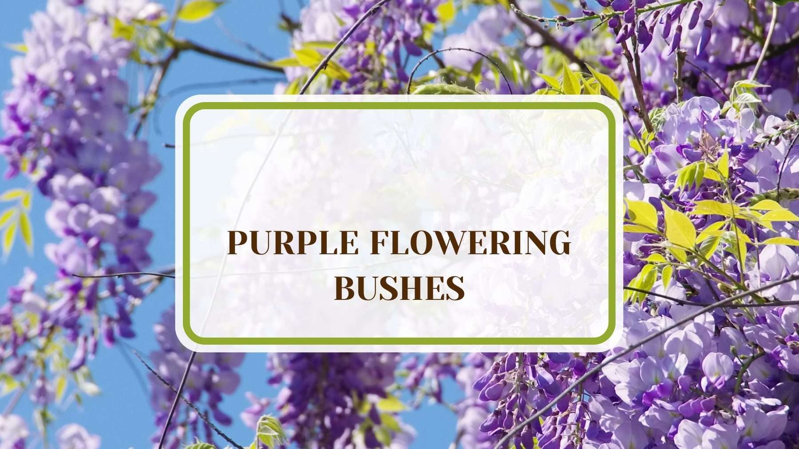 Shrubs Bearing Purple Flowers Plant America 1 20 Purple Flowering Bushes and Shrubs You’ll Absolutely Love