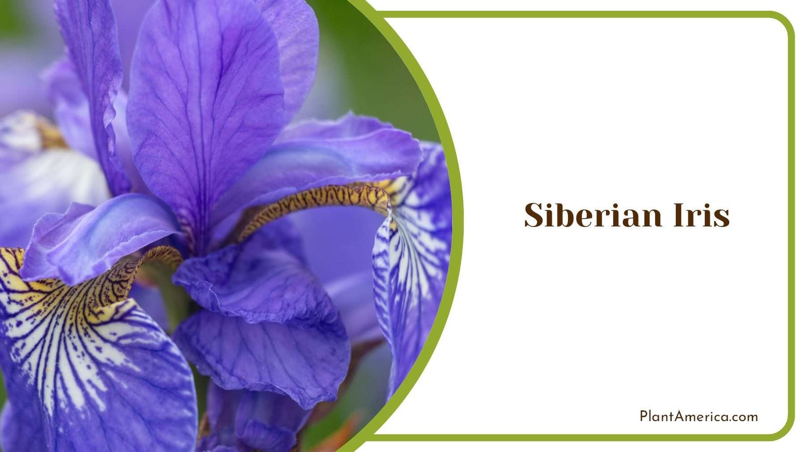 Siberian Iris Botanical Elegance PlantAmerica