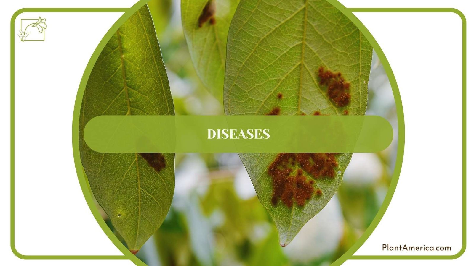 Sign Of Diseases On a Leaf ~ Plant America