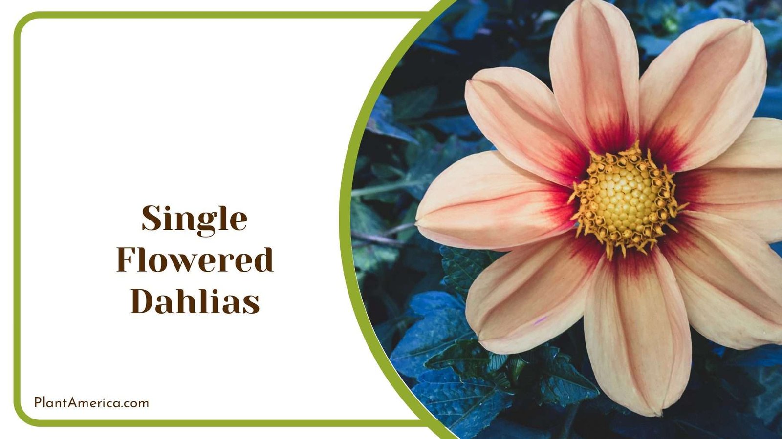 Single Flowered Dahlias Flower PlantAmerica