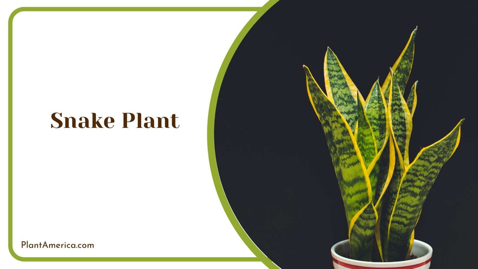 Snake Plant Variation Sturdy Indoor Beauty Plant America