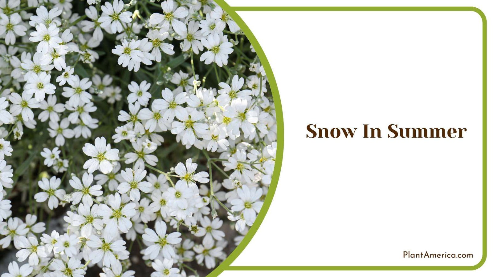 Snow White In Summer Plant America