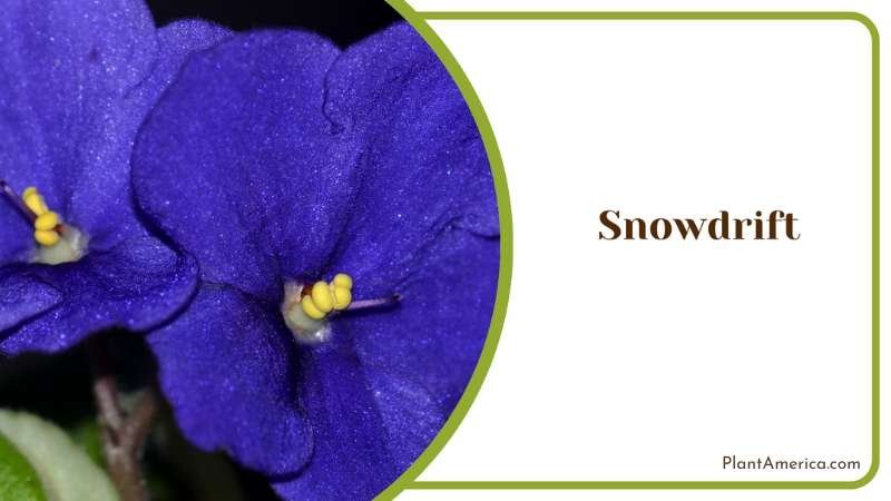 Snowdrift African Violet Flowers Plant America
