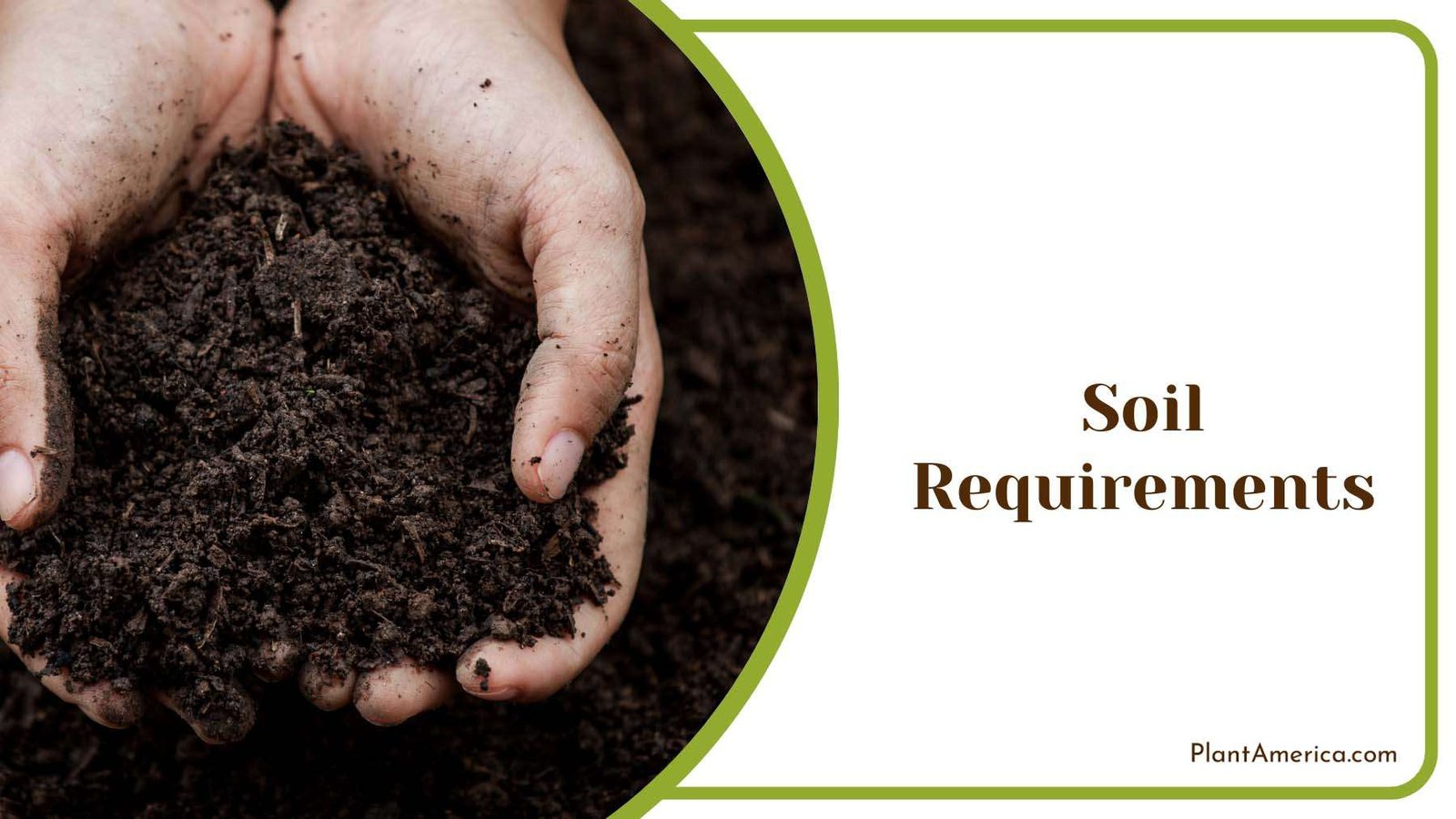 Soil Requirements for Vinca Plant America