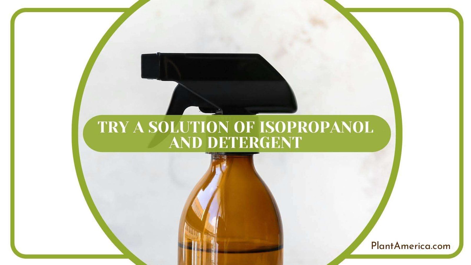 Solution of Isopropanol for Mealybugs Plant America Solution of Isopropanol for Mealybugs Plant America
