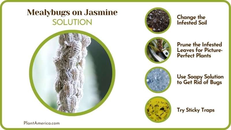 Solutions to Mealybugs on Jasmine Plant America Solutions to Mealybugs on Jasmine Plant America