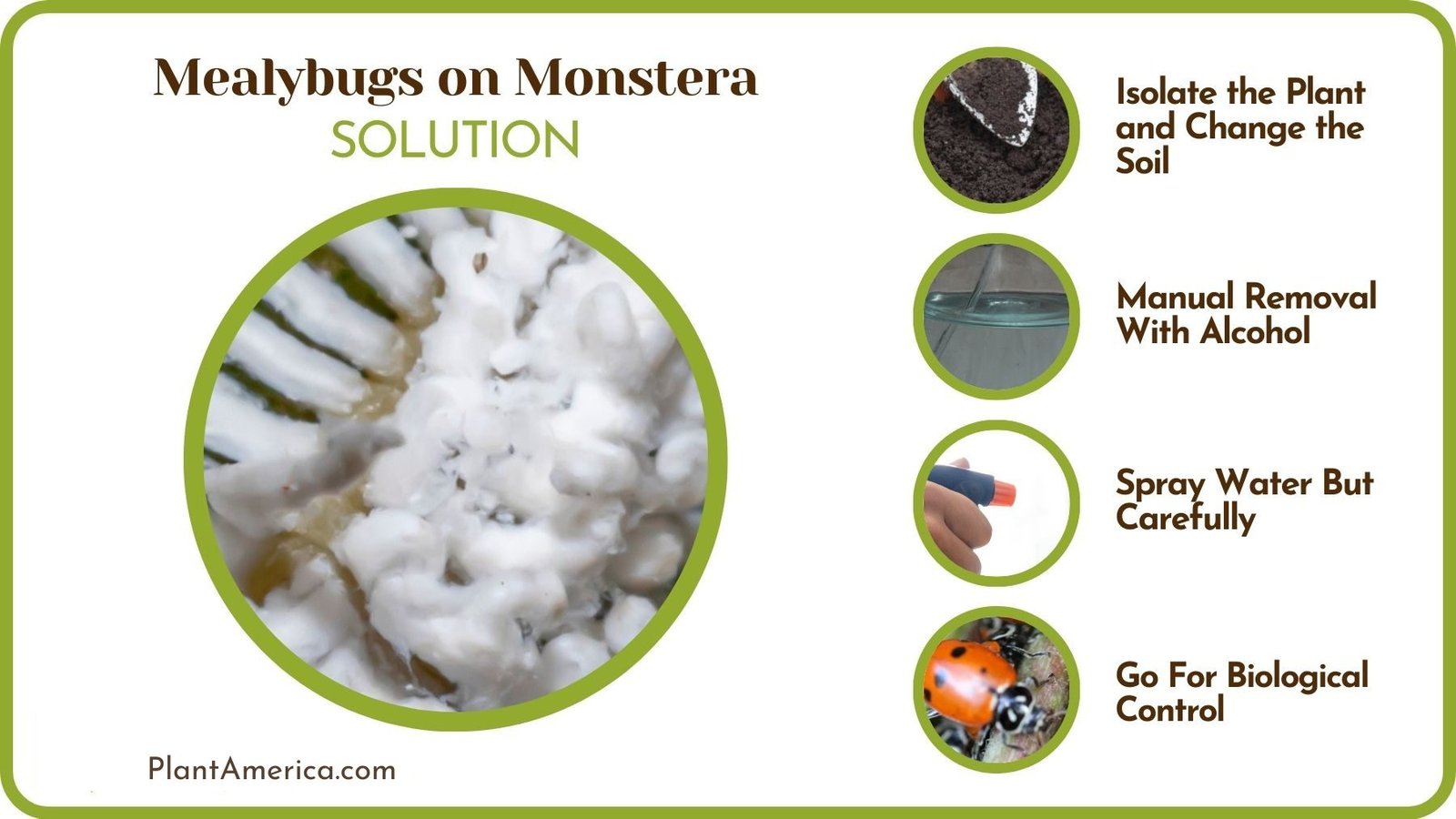 Solutions to Mealybugs on Monstera ~ Plant America Solutions to Mealybugs on Monstera ~ Plant America