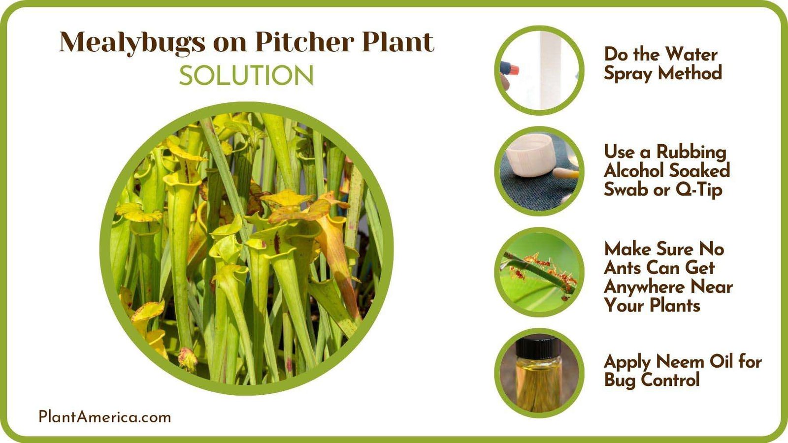 Solutions to Mealybugs on Pitcher Plant Plant America Solutions to Mealybugs on Pitcher Plant Plant America