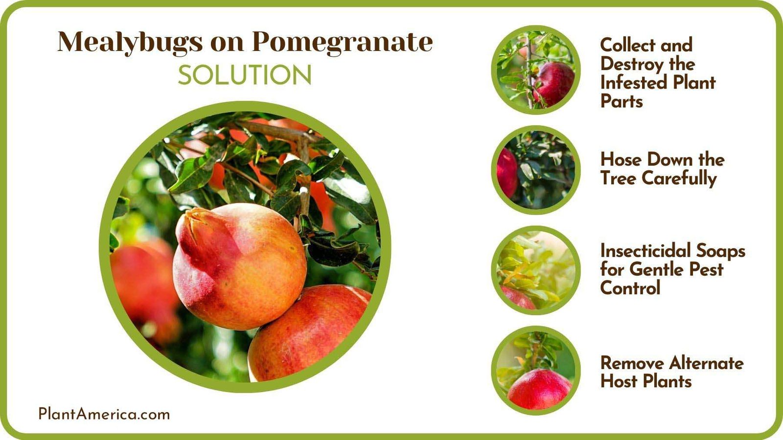 Solutions to Mealybugs on Pomegranate Plant America