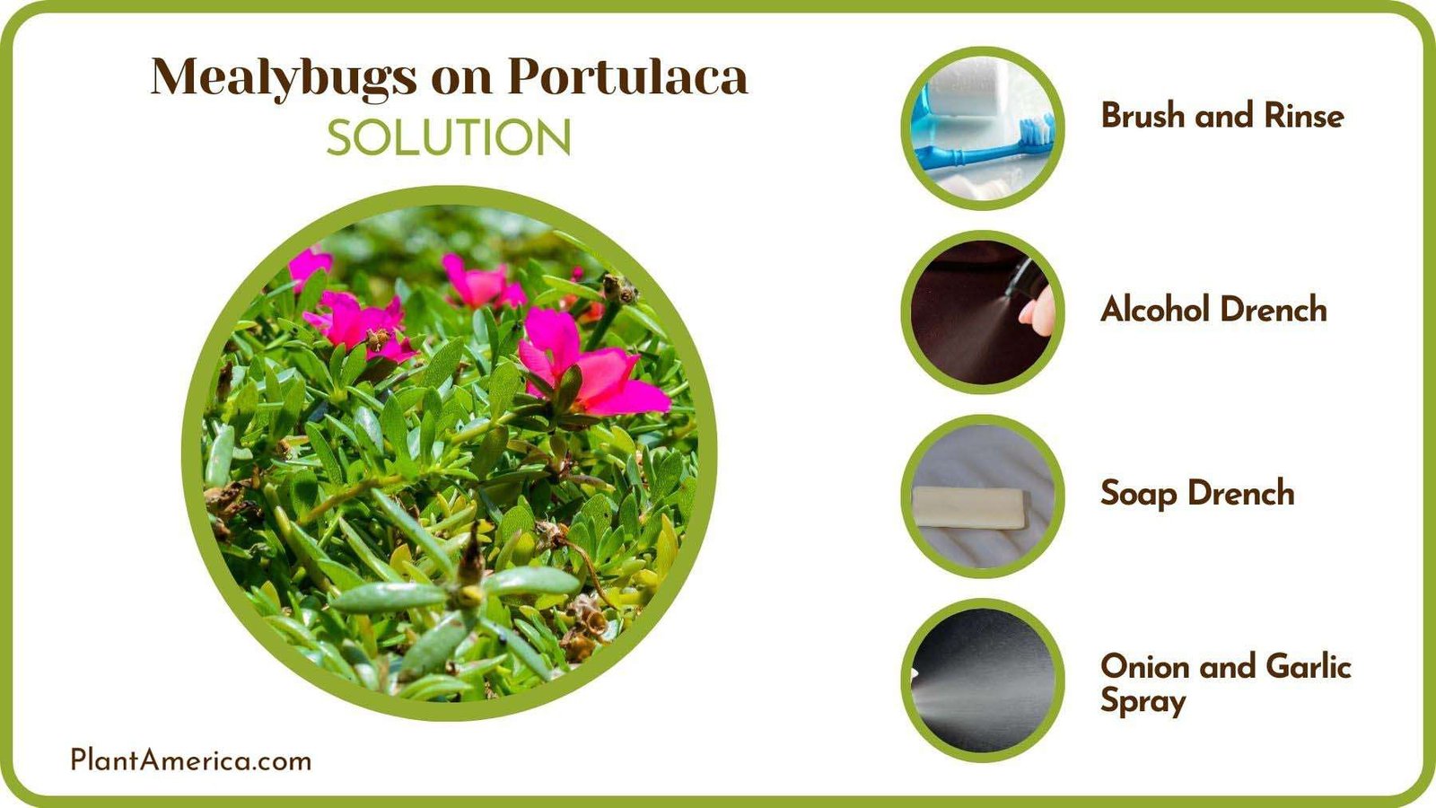 Solutions to Mealybugs on Portulaca Plant America