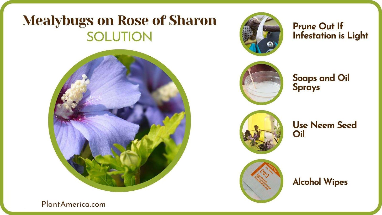 Solutions to Mealybugs on Rose of Sharon Plant America Solutions to Mealybugs on Rose of Sharon Plant America