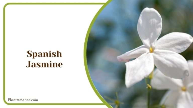 19 Types of Jasmine Every Gardener Should Know About - Plant America