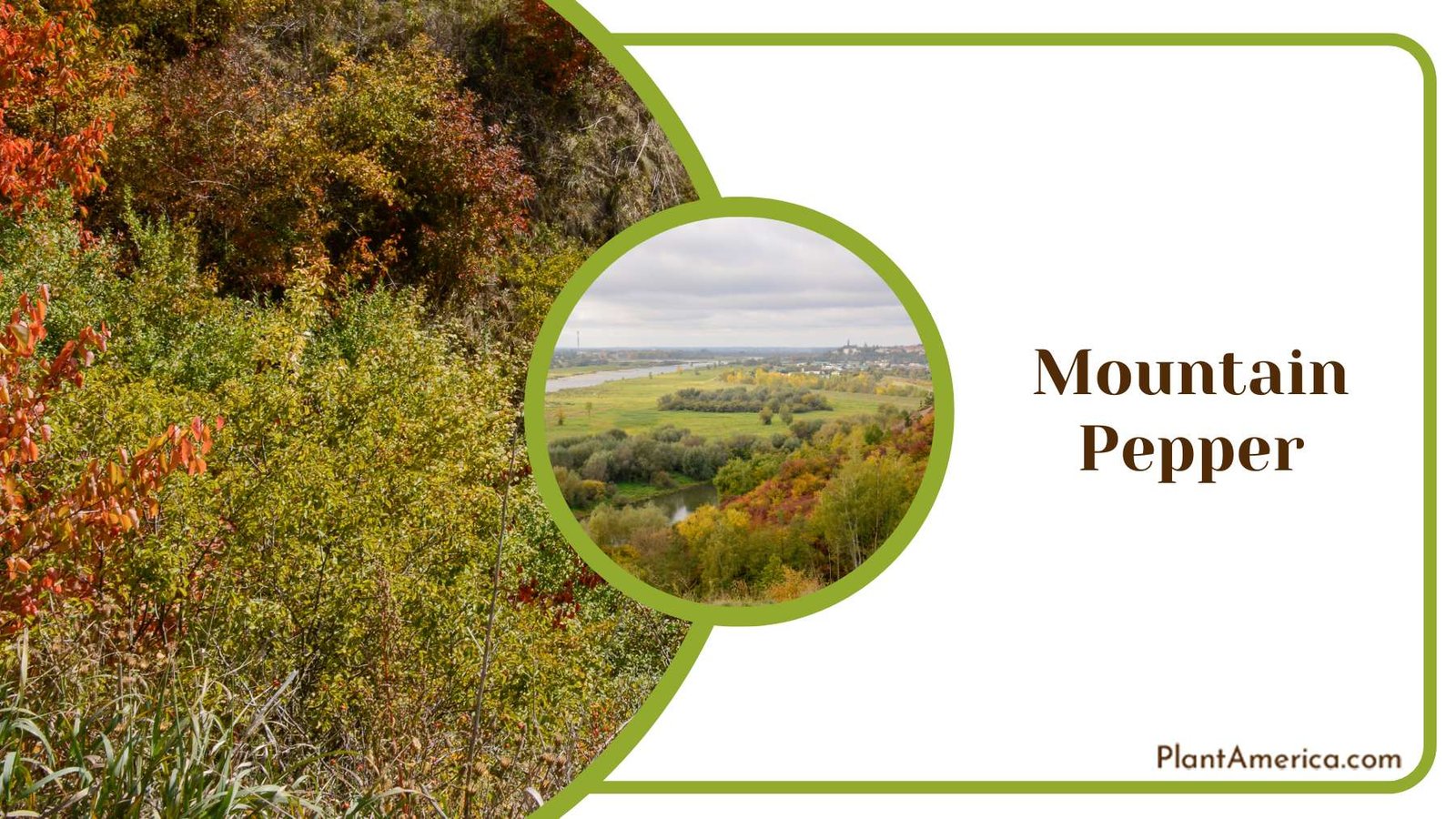 Spicy Aroma of Mountain Pepper Plant America