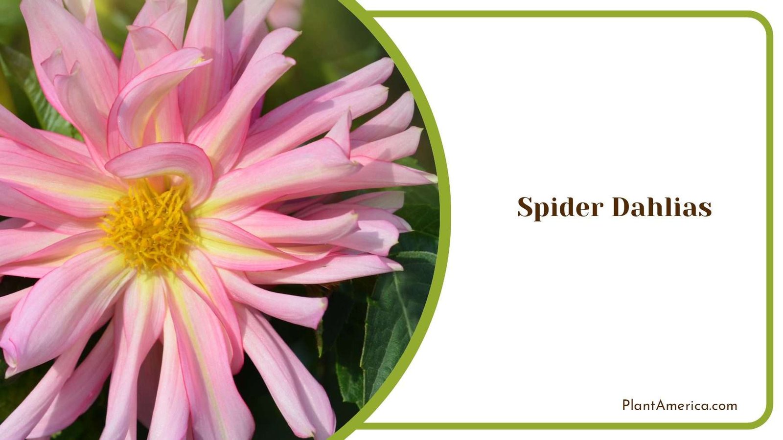 Spider Dahlias Flower PlantAmerica