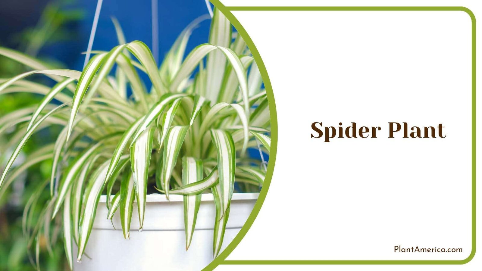 Spider Plant Lush Green Foliage Plant America