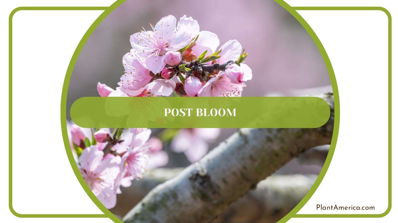 Spring Blossoms of Peach Tree PlantAmerica