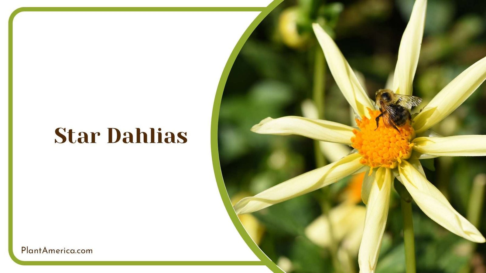 Star Dahlias Flower PlantAmerica