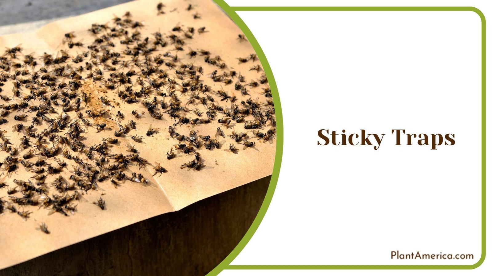 Sticky Fly Traps Plant America