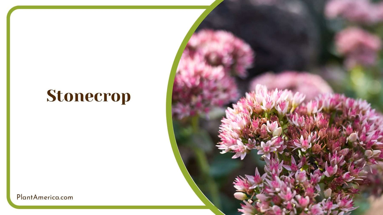 Stonecrop Garden Treasures PlantAmerica
