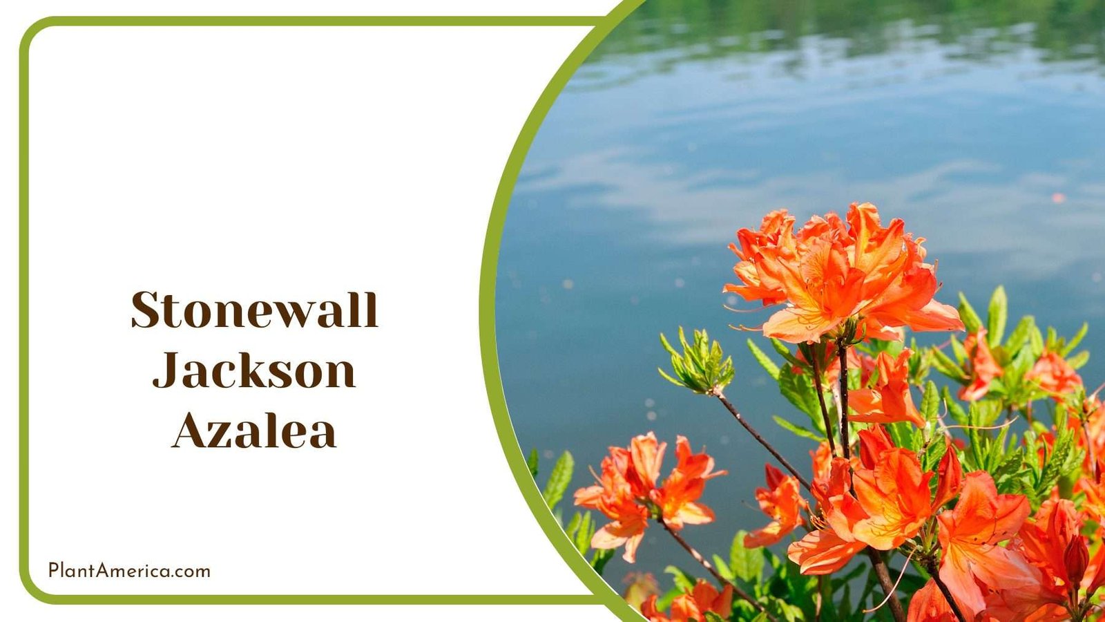 Stonewall Jackson Azalea Plant America